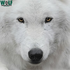 WOLF CONSERVATION CENTER